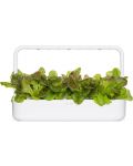 Semințe Click and Grow - Salată roșie, 3 rezerve - 4t