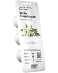 Semințe Click and Grow - White snapdragon, 3 rezerve - 1t