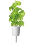 Semințe Click and Grow - Basil, 3 rezerve - 4t