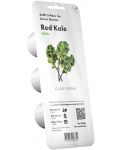 Semințe Click and Grow - Red kale, 3 rezerve - 1t