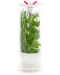 Recipient din sticlă pentru depozitarea condimentelor proaspete Veritable - 25,5 x 9,5 cm - 1t
