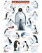 Puzzle Eurographics de 1000 piese – Pinguini - 2t