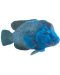 Figurină Mojo Sealife - mreană albastră - 2t