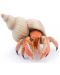Figurina Papo Marine Life - Rac sihastru - 1t