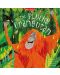 Forest Tales: The Plucky Orangutan (Miles Kelly) - 1t