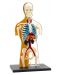 Set pentru copii Kosmos - Anatomia corpului uman - 2t