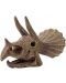 Trusa de cercetare Buki Museum - Skull, Triceratops - 3t