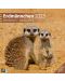 Calendar  Ackermann - Meerkats, 2023 - 1t