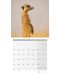 Calendar  Ackermann - Meerkats, 2023 - 2t