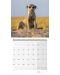 Calendar  Ackermann - Meerkats, 2023 - 7t