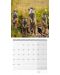 Calendar  Ackermann - Meerkats, 2023 - 3t