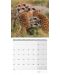 Calendar  Ackermann - Meerkats, 2023 - 8t