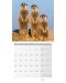 Calendar  Ackermann - Meerkats, 2023 - 10t