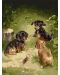 Set de pictură pe numere Ideyka - Jocuri de câini, 30 x 40 cm - 1t