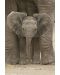 Poster maxi Pyramid - Elephant - Big Ears - 1t