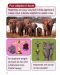 Macmillan Children's Readers: Elephants (ниво level 4) - 4t