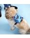 Harnașament pentru câini Loungefly Disney: Lilo & Stitch - Stitch (cu rucsac) - 8t
