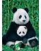 Puzzle Eurographics de 1000 piese – Panda si micutul ? - 2t