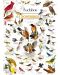 Puzzle Master Pieces de 1000 piese - Audubon Songbird - 2t