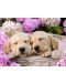 Puzzle Ravensburger de 300 piese- Sweet Dogs in a Basket - 2t