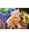 Puzzle Castorland de 180 piese - Ginger Kitten - 2t