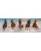 Puzzle panoramic Clementoni de 1000 piese -Horses - 2t