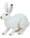 Figurina Papo Wild Animal Kingdom – Iepure arctic - 1t