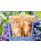 Castorland Puzzle de 60 de piese - Baby Kittens  - 2t