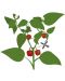 Umplutură sol Veritable - Lingot, Mini căpșuni roșii, fără OMG - 4t