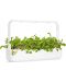 Semințe Click and Grow - Leaf radish, 3 rezerve - 7t