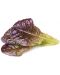 Semințe Click and Grow - Salată roșie, 3 rezerve - 2t