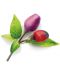 Semințe Click and Grow - Ardei iute violet, 3 rezerve - 2t