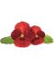 Semințe Click and Grow - Red pansy, 3 rezerve - 2t