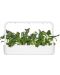 Semințe Click and Grow - Italian Kale, 3 rezerve - 3t