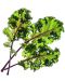 Semințe Click and Grow - Red kale, 3 rezerve - 2t