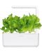 Semințe Click and Grow - Salata verde, 3 rezerve - 3t