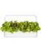 Semințe Click and Grow - Salata verde rosie Frunza de stejar, 3 rezerve - 4t