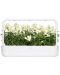 Semințe Click and Grow - White snapdragon, 3 rezerve - 5t