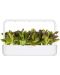 Semințe Click and Grow - Red Romaine lettuce, 3 rezerve - 4t