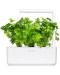 Semințe Click and Grow - Celery leaf, 3 rezerve - 2t