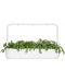 Semințe  Click and Grow - Salata de crizanteme Shungiku, 3 rezerve - 6t