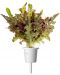 Semințe Click and Grow - Salata verde rosie Frunza de stejar, 3 rezerve - 2t