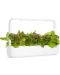 Semințe Click and Grow - Salată roșie, 3 rezerve - 5t