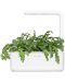 Semințe  Click and Grow - Salata de crizanteme Shungiku, 3 rezerve - 4t
