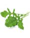Semințe Click and Grow - Arugula, 3 rezerve - 2t