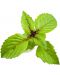 Semințe Click and Grow - Cinnamon basil, 3 rezerve - 2t