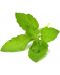 Semințe Click and Grow - Holy Basil, 3 rezerve - 2t