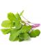Semințe Click and Grow - Leaf radish, 3 rezerve - 2t