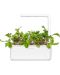 Semințe Click and Grow - Leaf radish, 3 rezerve - 4t
