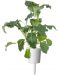 Semințe Click and Grow - Italian Kale, 3 rezerve - 5t